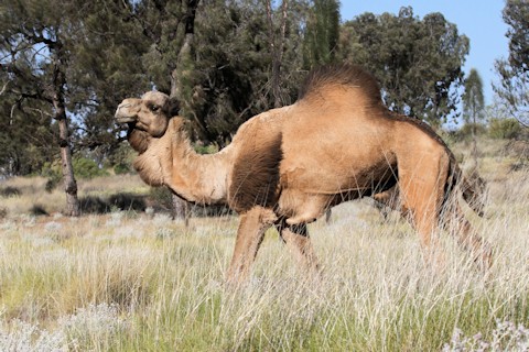 Dromedary (Camelus dromedarius)